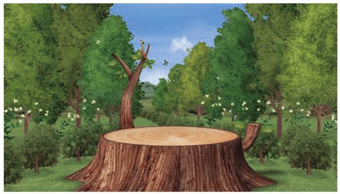 C-14. Woods 1